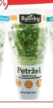 Bylinky v květináči - Petržel