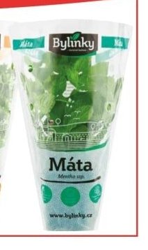 Bylinky v květináči - Máta