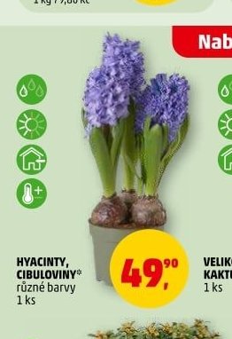 HYACINTY, CIBULOVINY