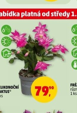 VELIKONOČNÍ KAKTUS