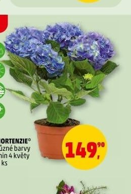 HORTENZIE