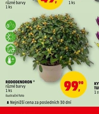 RODODENDRON