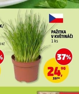 Pažitka v květináči - Penny Market akcniletaky.com