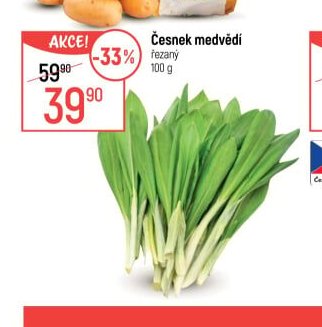 Česnek medvědí