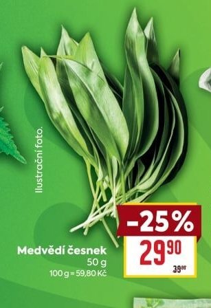 Medvědí česnek
