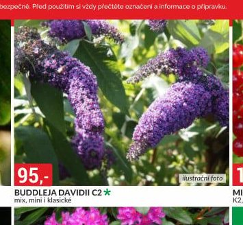 BUDDLEJA DAVIDII C2