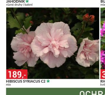 HIBISCUS SYRIACUS C2