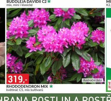 RHODODENDRON MIX