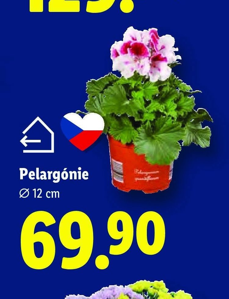 Pelargónie