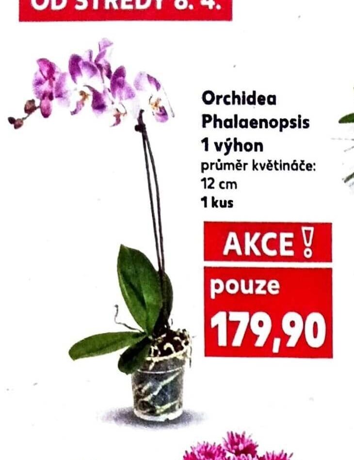Orchidea Phalaenopsis
