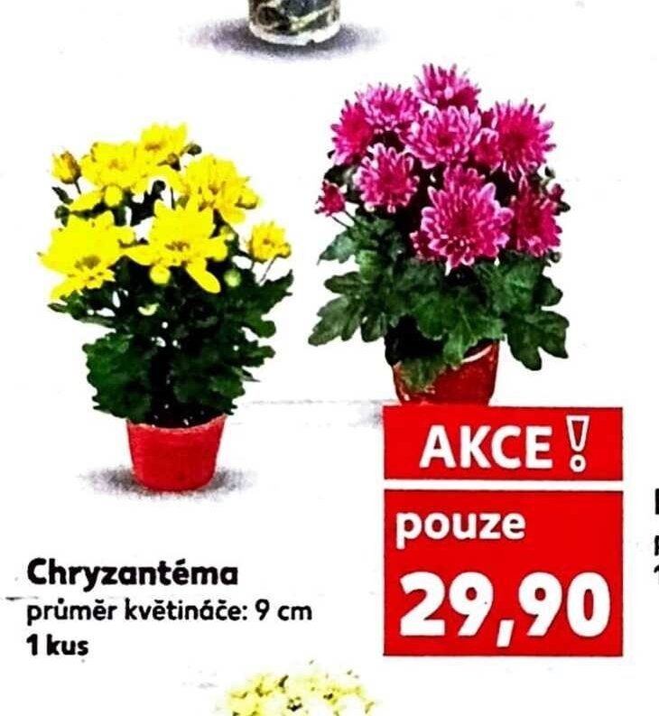 Chryzantéma