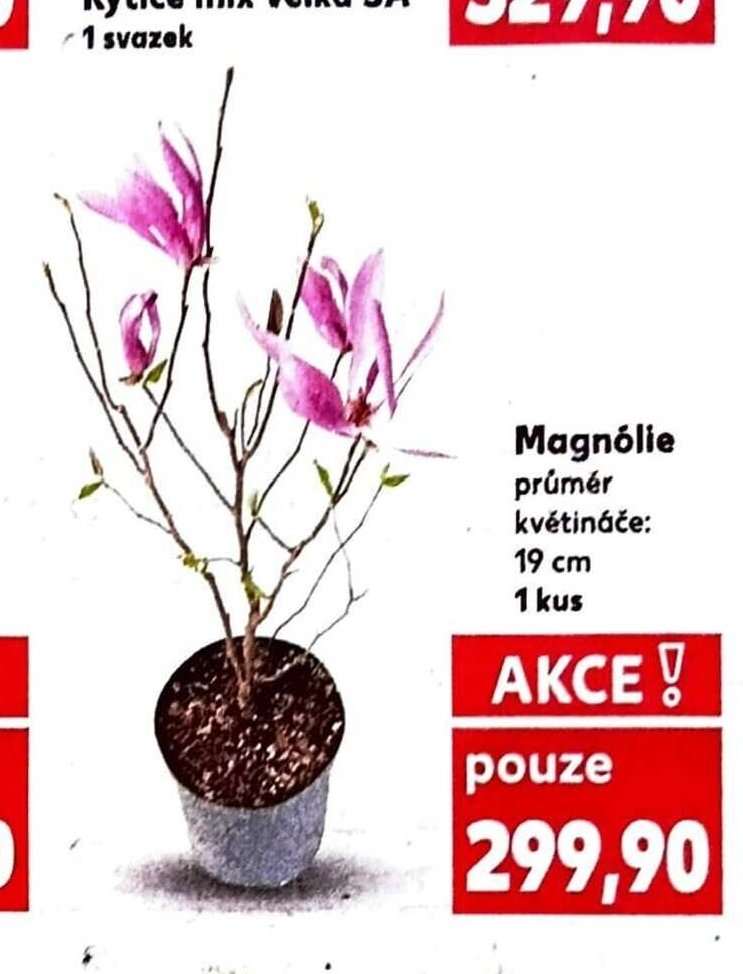 Magnólie