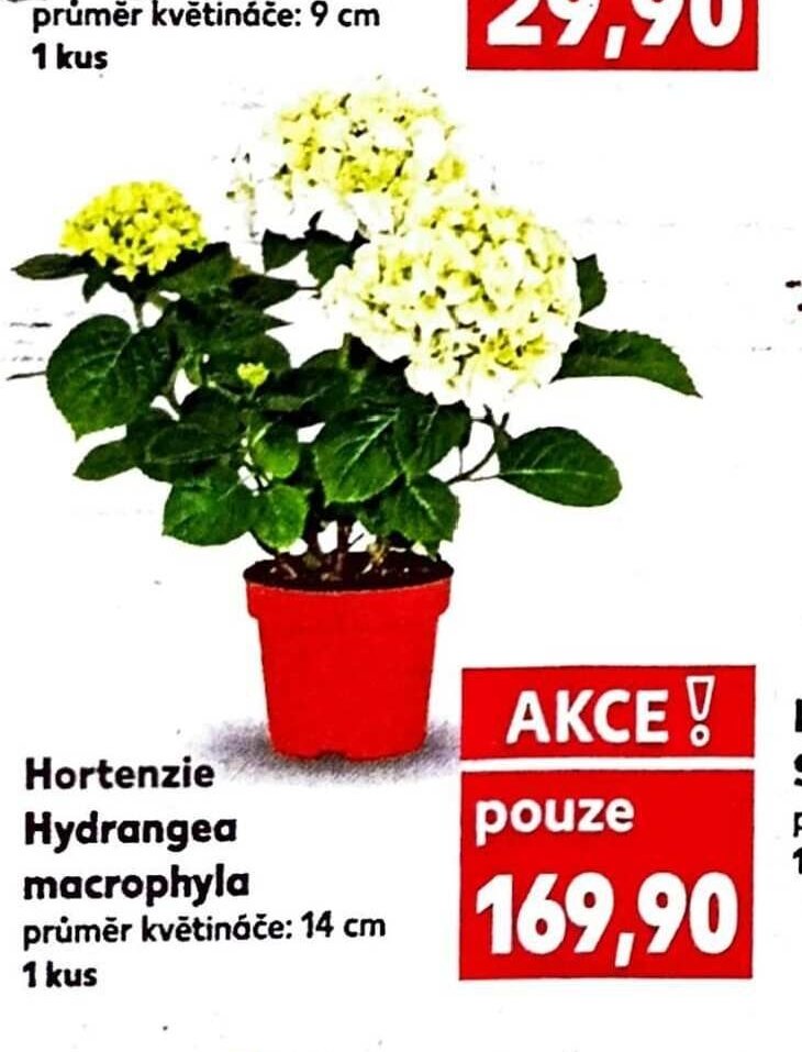 Hortenzie Hydrangea macrophyla