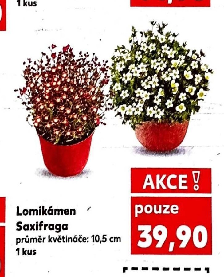 Lomikámen Saxifraga