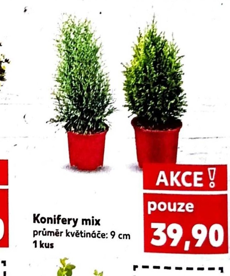 Konifery mix