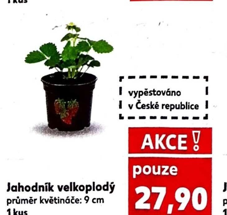 Jahodník velkoplodý