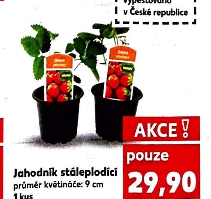 Jahodník stáleplodící