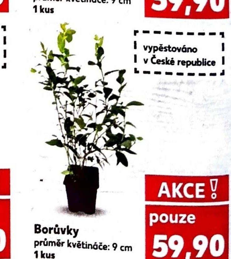 Borůvky
