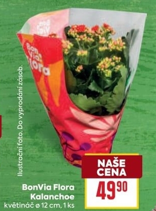 Kalanchoe - Kolopejka Flora BonVia