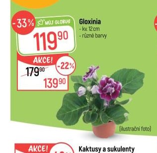 Gloxinia
