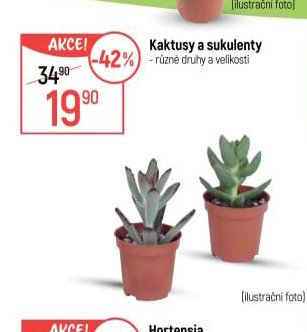 Kaktusy a sukulenty
