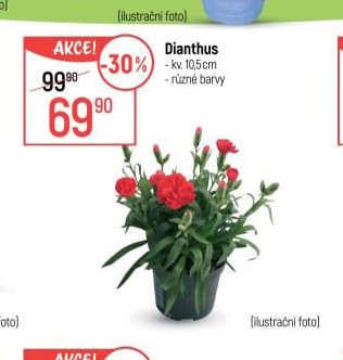 Dianthus