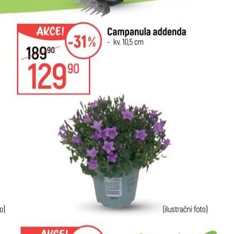 Campanula addenda