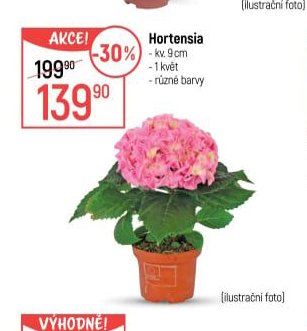 Hortensia