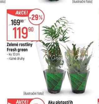 Zelené rostliny Fresh green