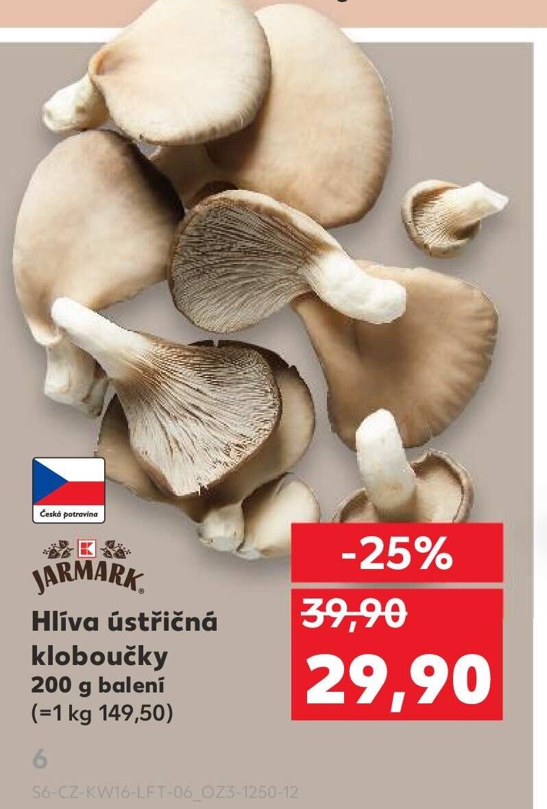 Hlíva ústřičná kloboučky