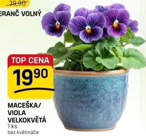 Maceška - Viola