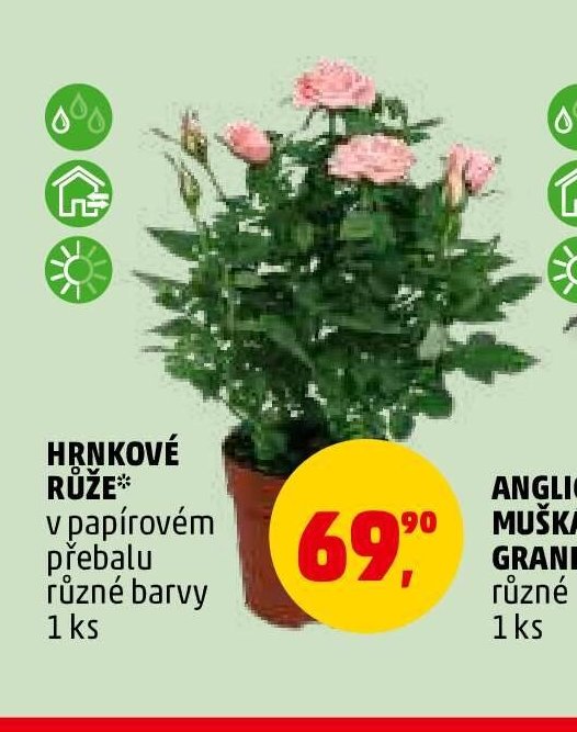 Hrnkové růže