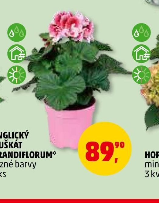 Anglický muškát grandiflorum