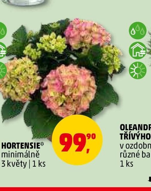 Hortensie