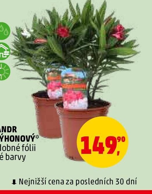 Oleandr třívýhonový