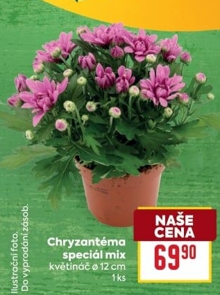 Chrysanthemum - Chryzantéma