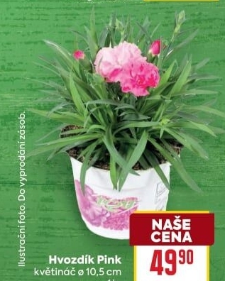 Dianthus - Hvozdík