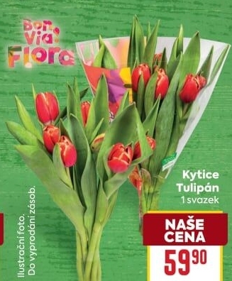 Řezané tulipány Flora Billa Bonvia