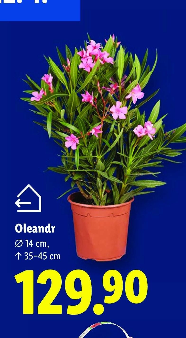 Oleandr