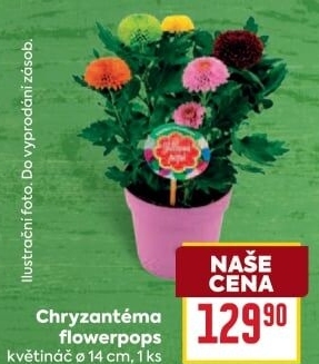 Chrysanthemum - Chryzantéma