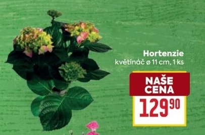 Hortenzie - Hydrangea