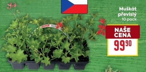 Muškáty / Pelargonie