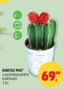 Kaktus