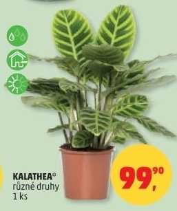 Kalatea - Calathea