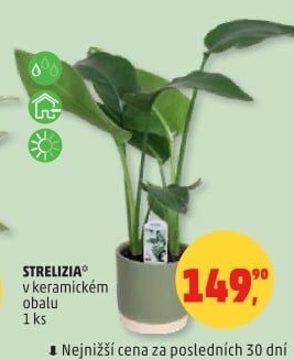 Strelicie - Strelitzia nicolia - Strelítzie natalská