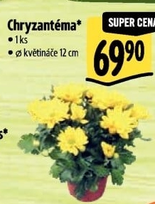 Chrysanthemum - Chryzantéma