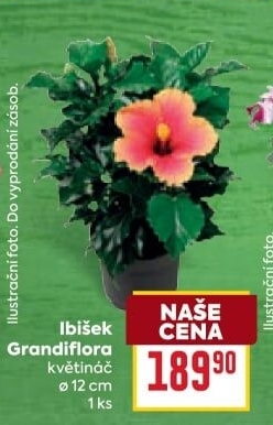 Hibiscus - Ibišek