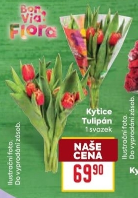 Řezané tulipány Flora Billa Bonvia
