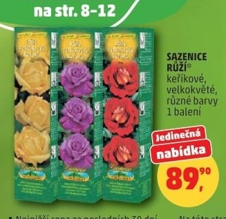 Sazenice růží Nohel Garden