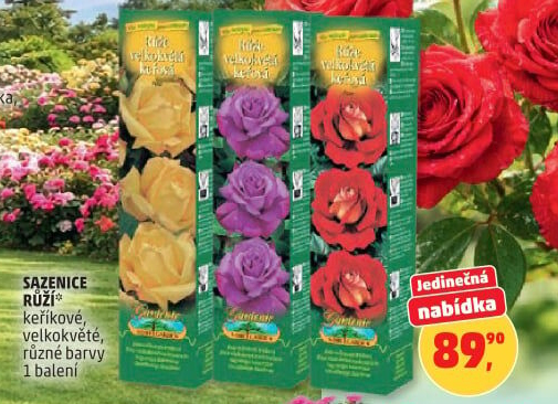 Sazenice růží Nohel Garden